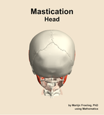 Muscles of the mastication compartment of the head - orientation 5