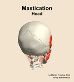 Muscles of the mastication compartment of the head - orientation 6