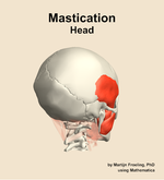 Muscles of the mastication compartment of the head - orientation 7