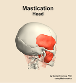 Muscles of the mastication compartment of the head - orientation 8