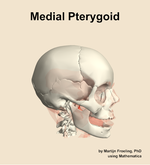 The medial pterygoid muscle of the head - orientation 10