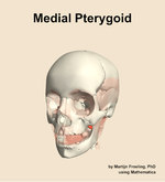 The medial pterygoid muscle of the head - orientation 14