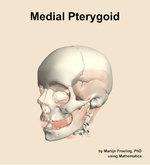 The medial pterygoid muscle of the head - orientation 15