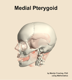 The medial pterygoid muscle of the head - orientation 16