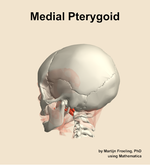 The medial pterygoid muscle of the head - orientation 2
