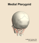 The medial pterygoid muscle of the head - orientation 4