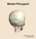 The medial pterygoid muscle of the head - orientation 6
