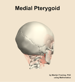 The medial pterygoid muscle of the head - orientation 7