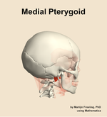 The medial pterygoid muscle of the head - orientation 8