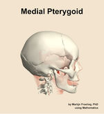 The medial pterygoid muscle of the head - orientation 9