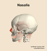 The nasalis muscle of the head - orientation 1