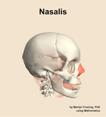 The nasalis muscle of the head - orientation 10