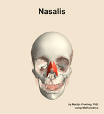 The nasalis muscle of the head - orientation 13