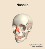 The nasalis muscle of the head - orientation 14