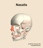 The nasalis muscle of the head - orientation 15