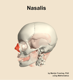 The nasalis muscle of the head - orientation 16