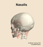 The nasalis muscle of the head - orientation 2