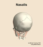 The nasalis muscle of the head - orientation 4