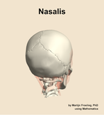 The nasalis muscle of the head - orientation 6