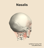 The nasalis muscle of the head - orientation 7