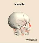 The nasalis muscle of the head - orientation 9