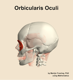The orbicularis oculi muscle of the head - orientation 1