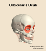 The orbicularis oculi muscle of the head - orientation 11