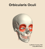 The orbicularis oculi muscle of the head - orientation 12