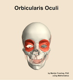 The orbicularis oculi muscle of the head - orientation 13
