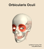 The orbicularis oculi muscle of the head - orientation 14