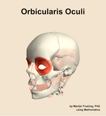 The orbicularis oculi muscle of the head - orientation 15