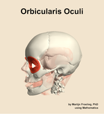 The orbicularis oculi muscle of the head - orientation 16