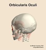The orbicularis oculi muscle of the head - orientation 2
