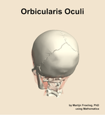 The orbicularis oculi muscle of the head - orientation 4