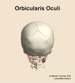The orbicularis oculi muscle of the head - orientation 5