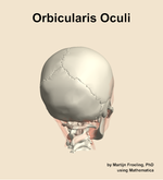 The orbicularis oculi muscle of the head - orientation 6