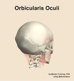 The orbicularis oculi muscle of the head - orientation 7