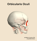 The orbicularis oculi muscle of the head - orientation 9