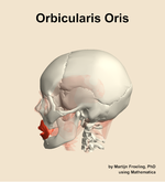 The orbicularis oris muscle of the head - orientation 1