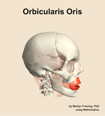 The orbicularis oris muscle of the head - orientation 10