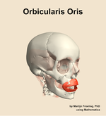 The orbicularis oris muscle of the head - orientation 11