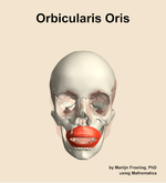 The orbicularis oris muscle of the head - orientation 13