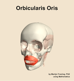 The orbicularis oris muscle of the head - orientation 14