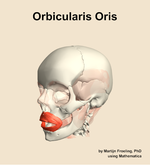 The orbicularis oris muscle of the head - orientation 15