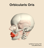 The orbicularis oris muscle of the head - orientation 16
