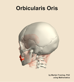 The orbicularis oris muscle of the head - orientation 2
