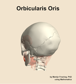 The orbicularis oris muscle of the head - orientation 3