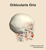 The orbicularis oris muscle of the head - orientation 8