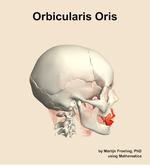 The orbicularis oris muscle of the head - orientation 9