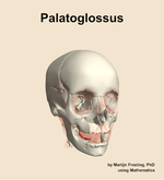 The palatoglossus muscle of the head - orientation 12